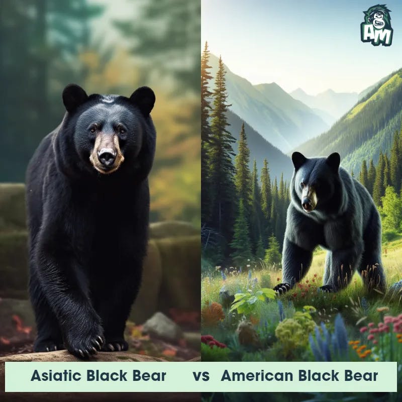 Asiatic Black Bear vs American Black Bear - Animal Matchup