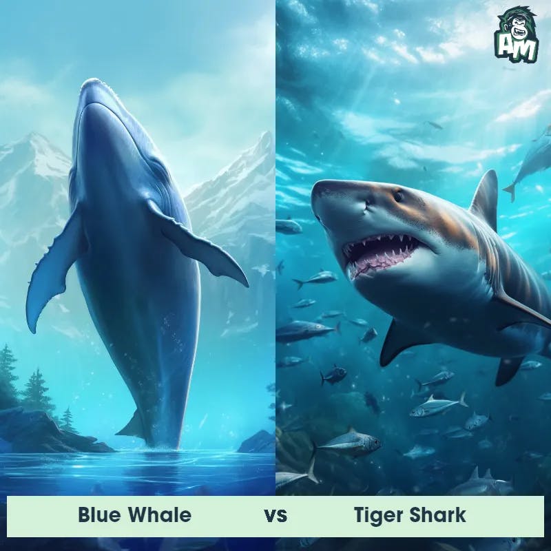 Blue Whale vs Tiger Shark - Animal Matchup