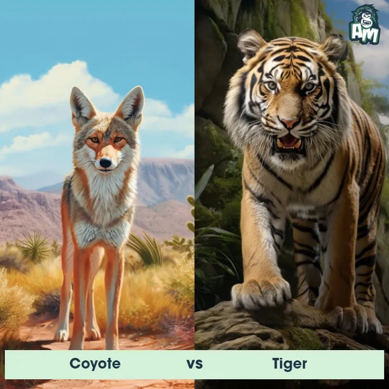 Coyote vs Tiger - Animal Matchup
