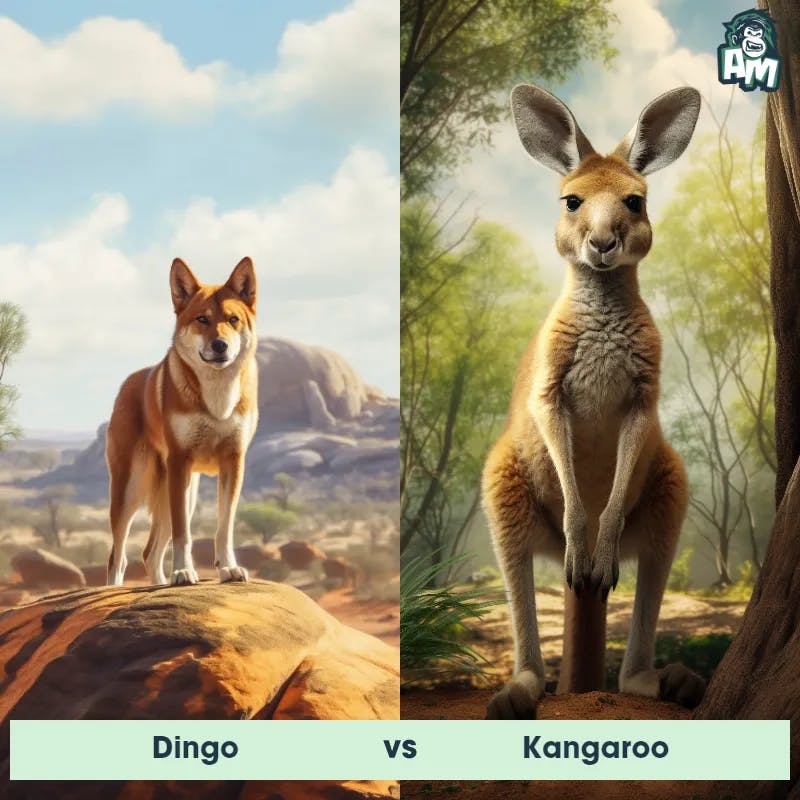 Dingo vs Kangaroo - Animal Matchup