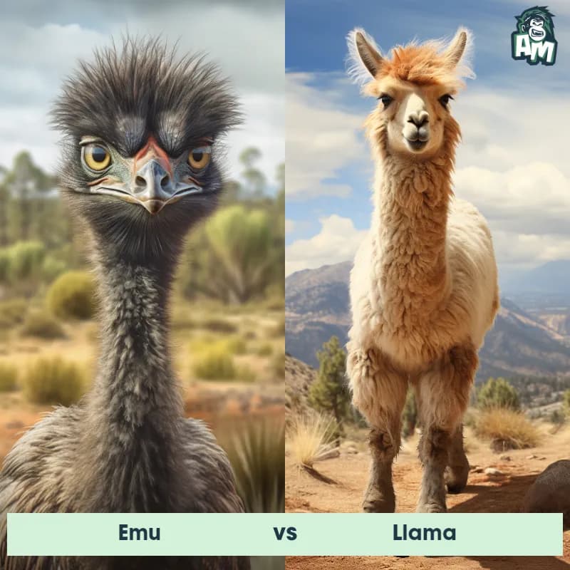 Emu vs llama - Animal Matchup