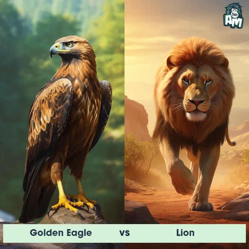 Golden Eagle vs Lion - Animal Matchup