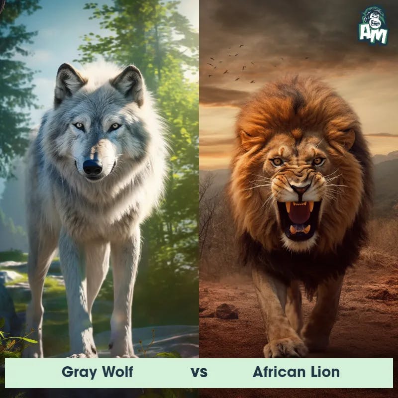 Gray Wolf vs African Lion - Animal Matchup