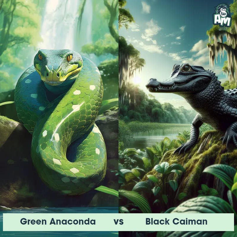 Green Anaconda vs Black Caiman - Animal Matchup