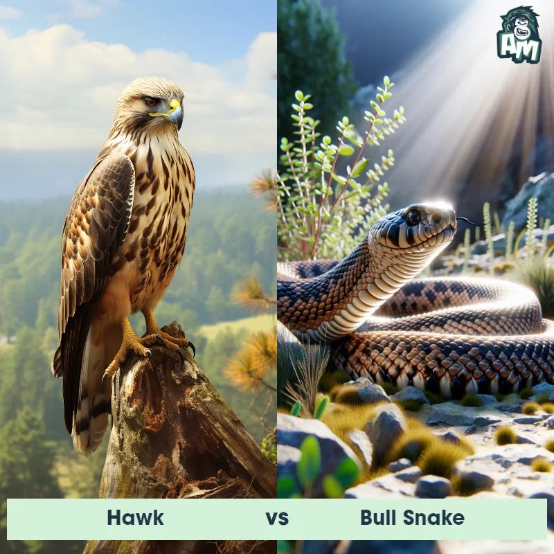 Hawk vs Bull Snake - Animal Matchup