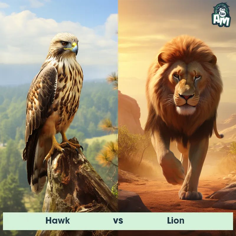 Hawk vs Lion - Animal Matchup