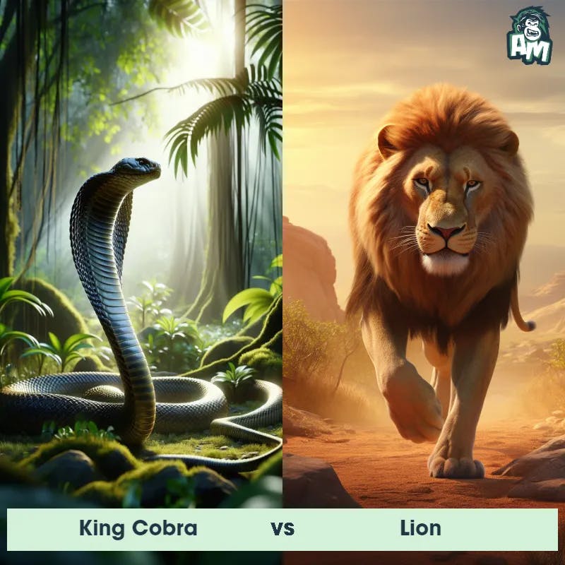 King Cobra vs Lion - Animal Matchup