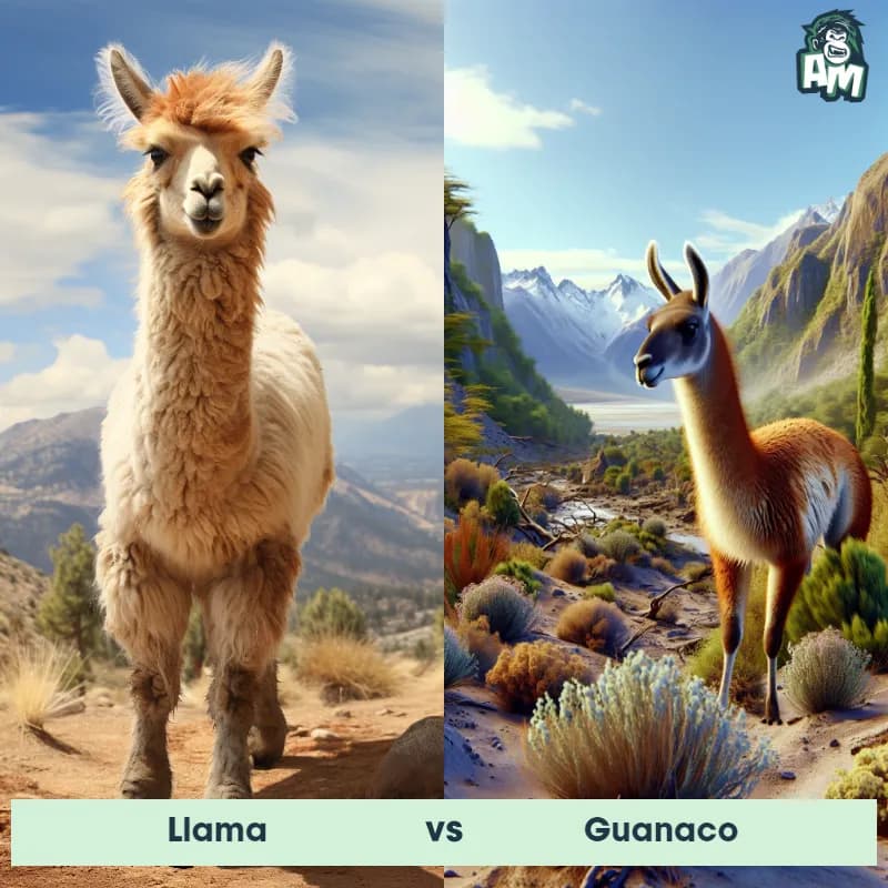 llama vs Guanaco - Animal Matchup