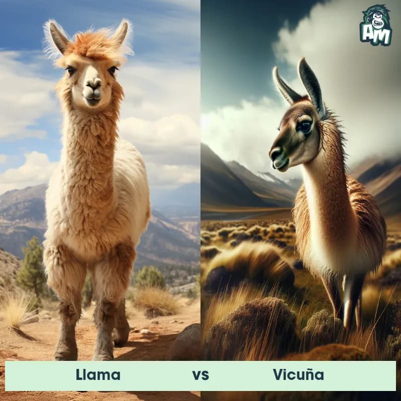 llama vs Vicuña - Animal Matchup