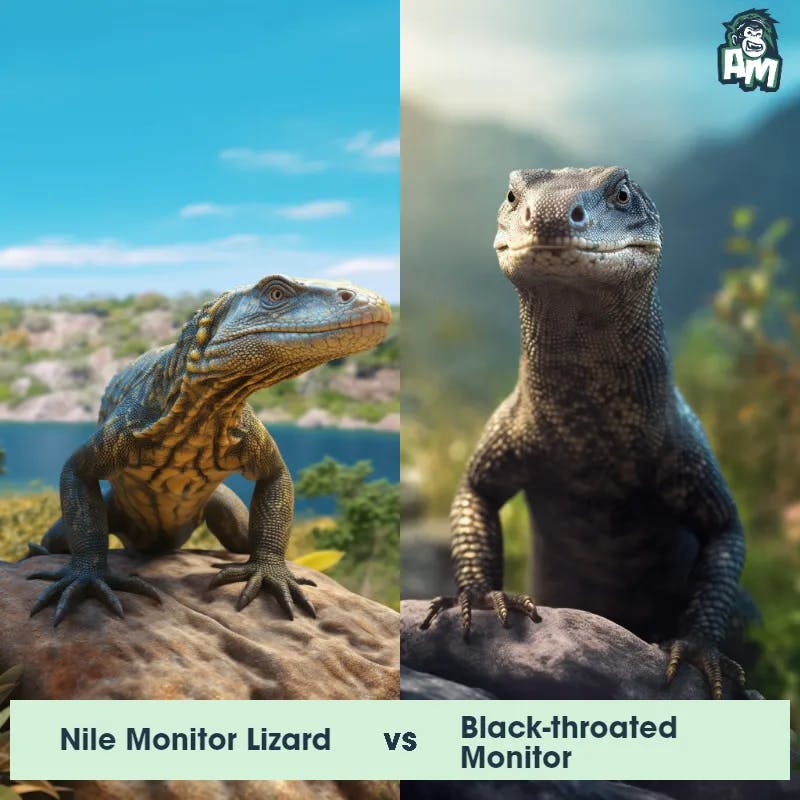 Nile Monitor Lizard vs Black-Throated Monitor - Animal Matchup