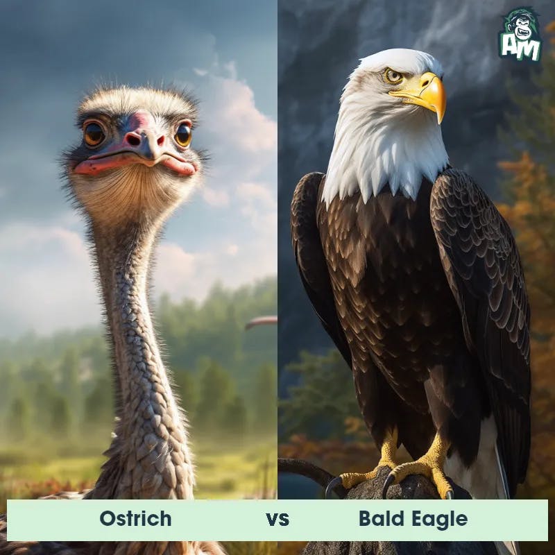 Ostrich vs Bald Eagle - Animal Matchup