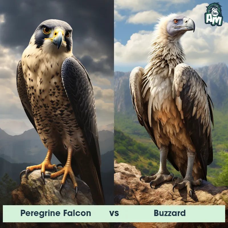 Peregrine Falcon vs Buzzard - Animal Matchup