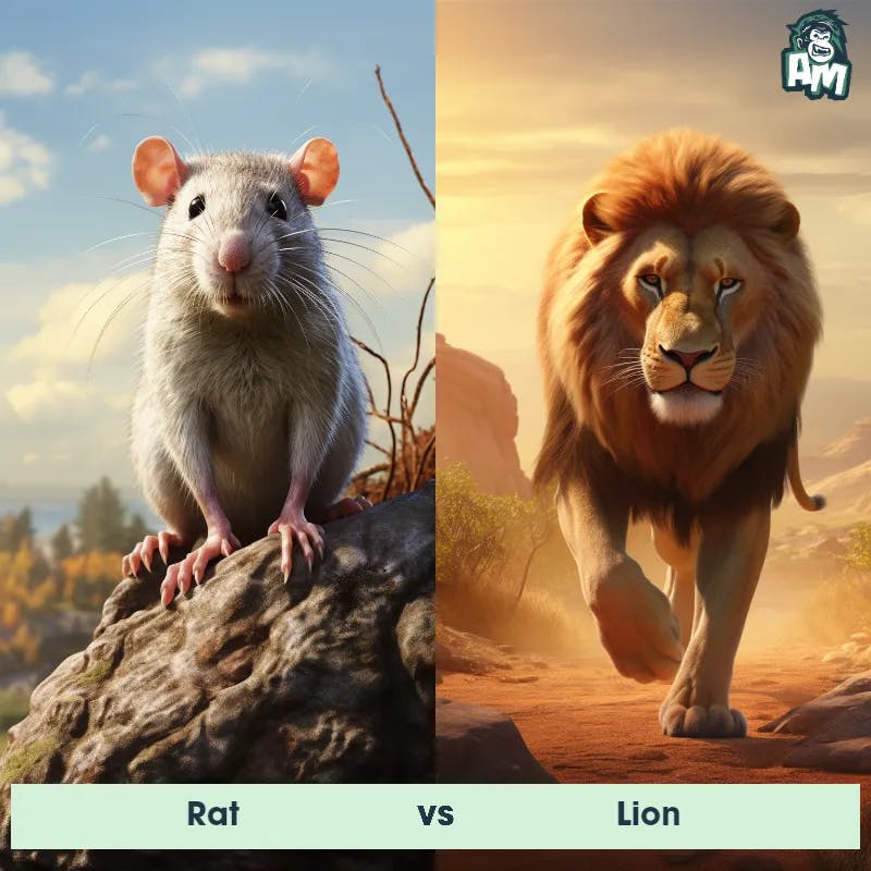 Rat vs Lion - Animal Matchup