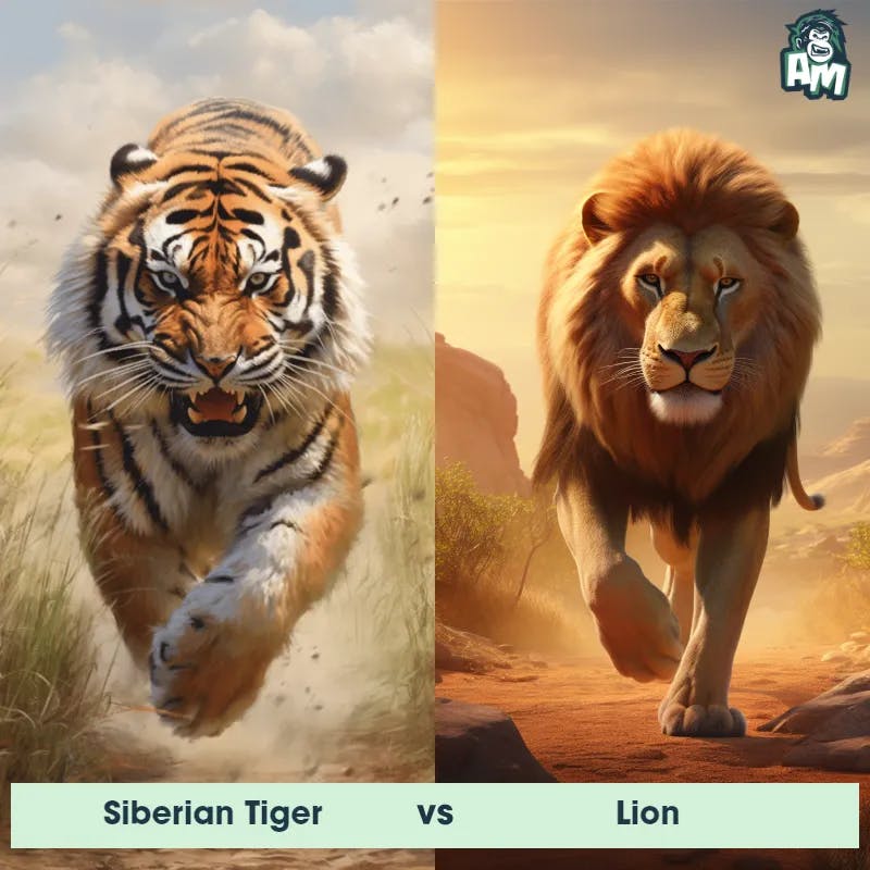 Siberian Tiger vs Lion - Animal Matchup
