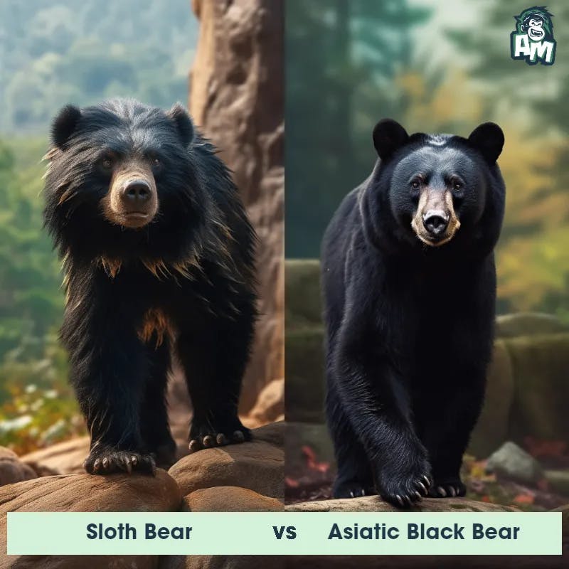 Sloth Bear vs Asiatic Black Bear - Animal Matchup