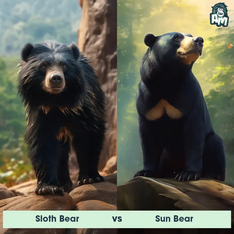 Sloth Bear vs Sun Bear - Animal Matchup