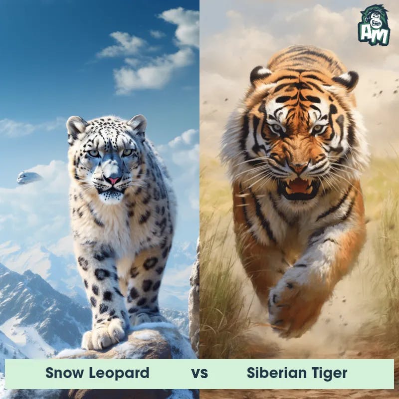 Snow Leopard vs Siberian Tiger - Animal Matchup