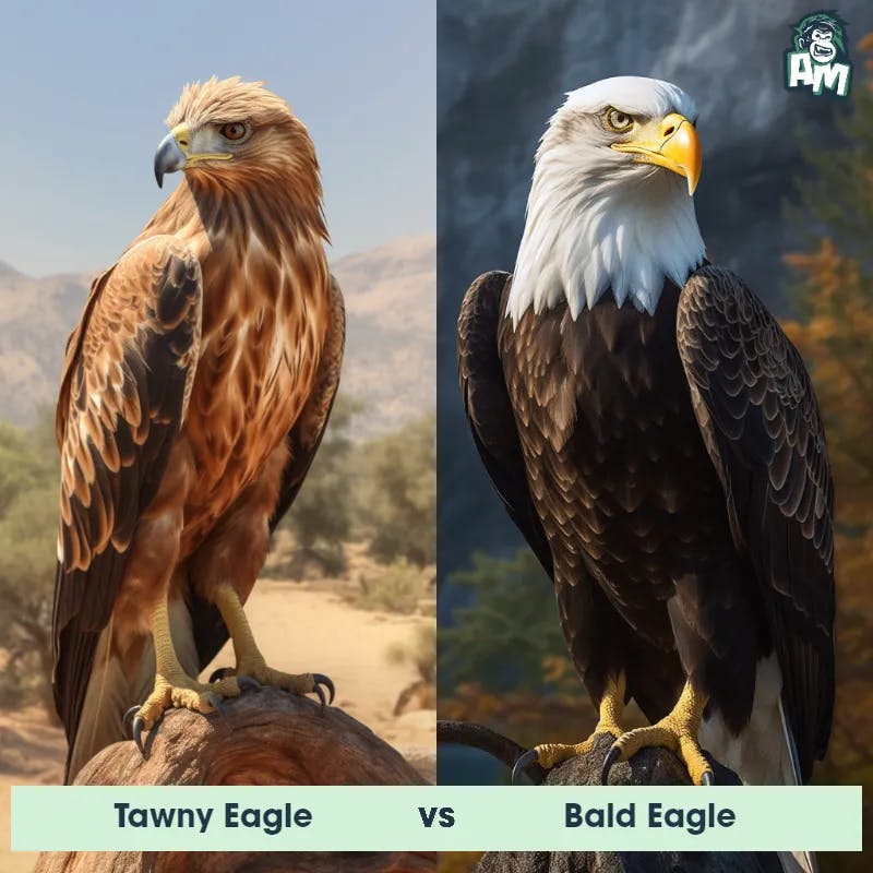 Tawny Eagle vs Bald Eagle - Animal Matchup