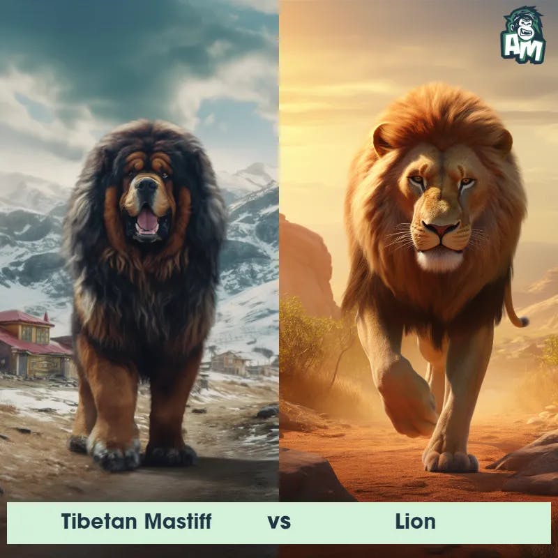 Tibetan Mastiff vs Lion - Animal Matchup