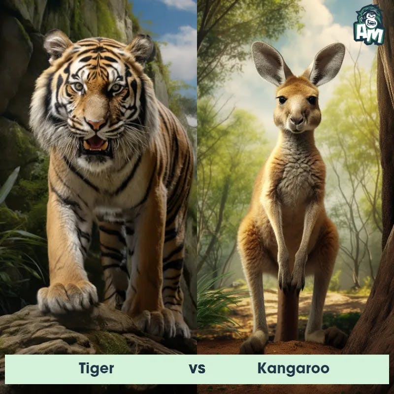 Tiger vs Kangaroo - Animal Matchup