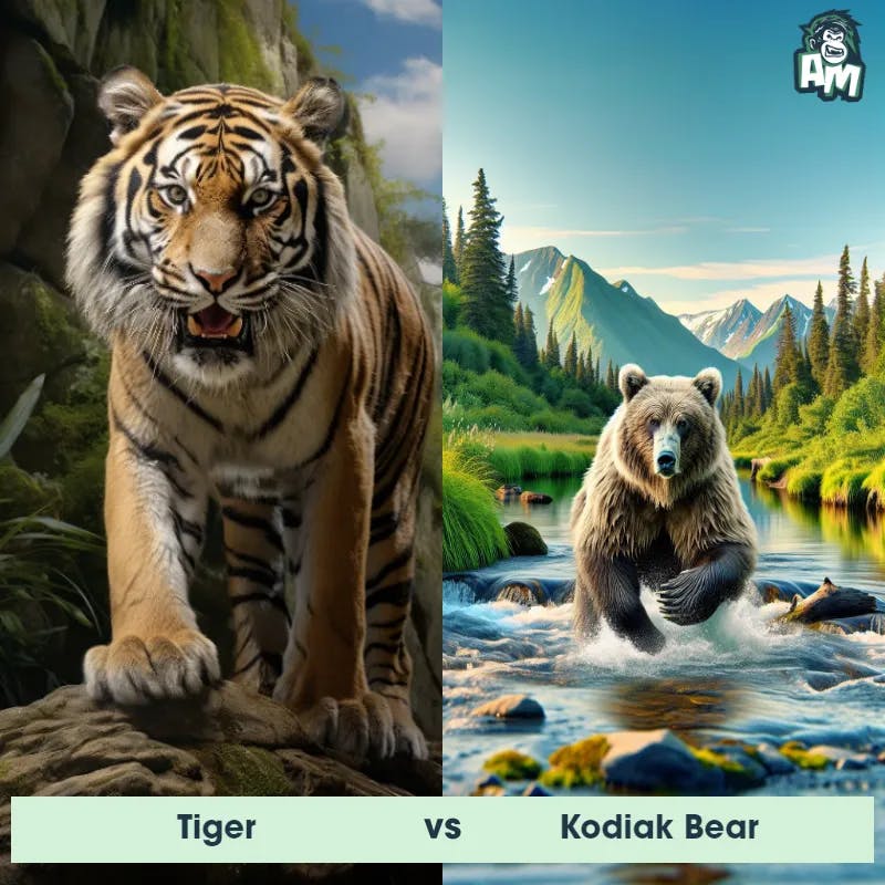 Tiger vs Kodiak Bear - Animal Matchup