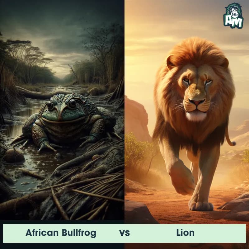 African Bullfrog vs Lion - Animal Matchup African Bullfrog vs Lion - Animal Matchup