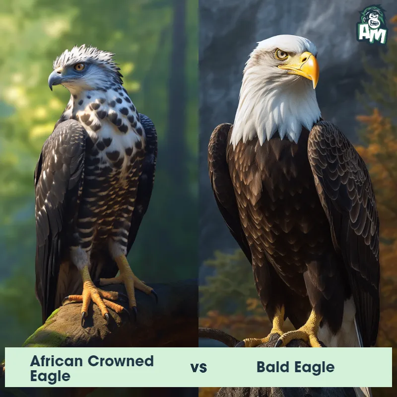 African Crowned Eagle vs Bald Eagle - Animal Matchup African Crowned Eagle vs Bald Eagle - Animal Matchup