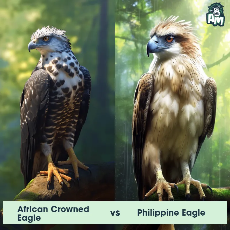 African Crowned Eagle vs Philippine Eagle - Animal Matchup African Crowned Eagle vs Philippine Eagle - Animal Matchup