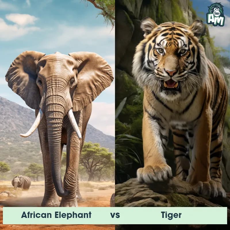African Elephant vs Tiger - Animal Matchup African Elephant vs Tiger - Animal Matchup