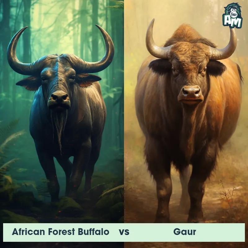 African Forest Buffalo vs Gaur - Animal Matchup African Forest Buffalo vs Gaur - Animal Matchup
