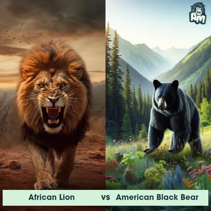 African Lion vs American Black Bear - Animal Matchup African Lion vs American Black Bear - Animal Matchup
