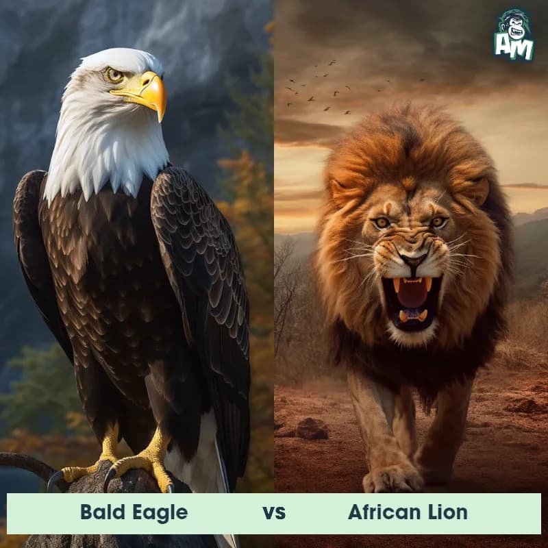Bald Eagle vs African Lion - Animal Matchup Bald Eagle vs African Lion - Animal Matchup