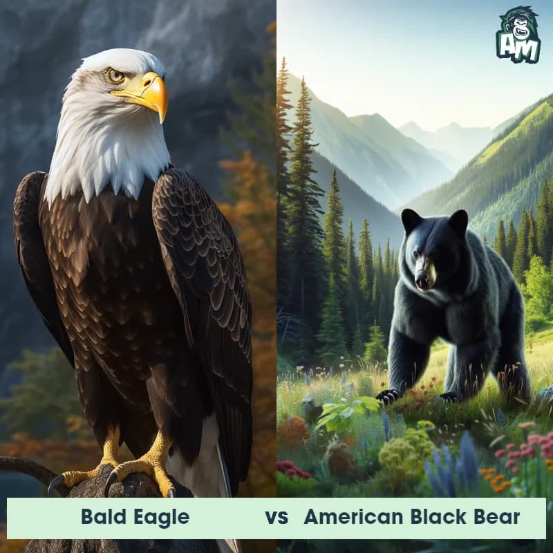 Bald Eagle vs American Black Bear - Animal Matchup Bald Eagle vs American Black Bear - Animal Matchup