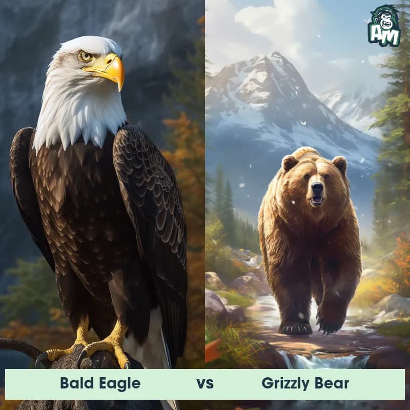 Bald Eagle vs Grizzly Bear - Animal Matchup Bald Eagle vs Grizzly Bear - Animal Matchup