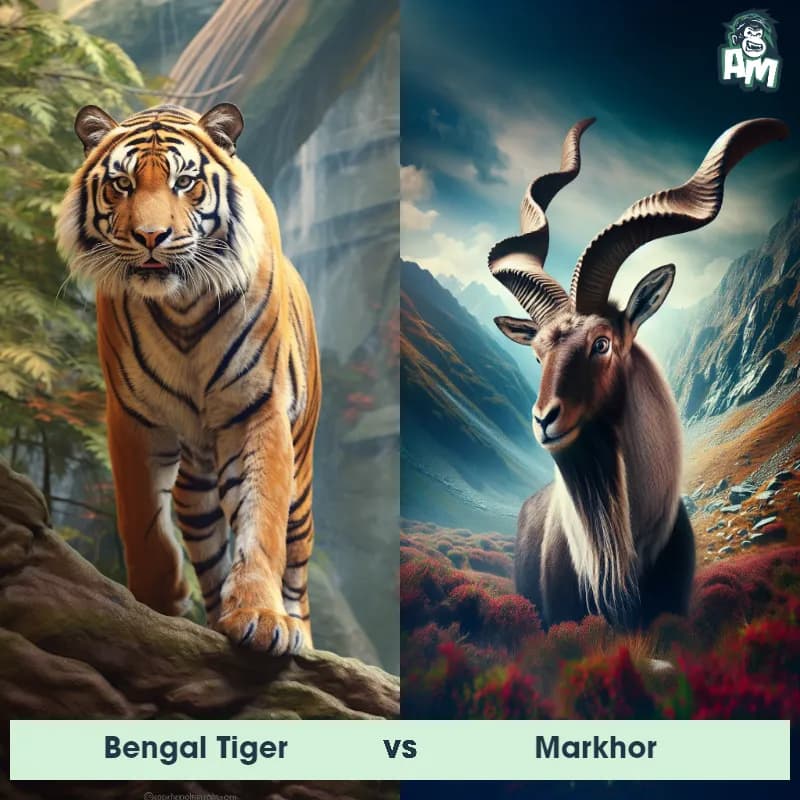 Bengal Tiger vs Markhor - Animal Matchup Bengal Tiger vs Markhor - Animal Matchup