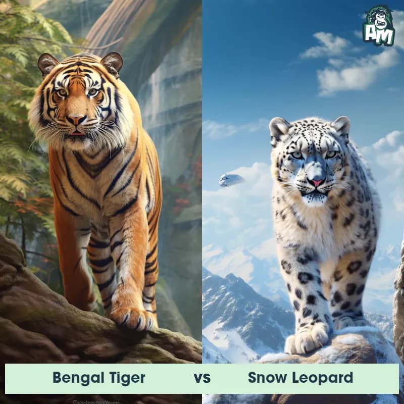 Bengal Tiger vs Snow Leopard - Animal Matchup Bengal Tiger vs Snow Leopard - Animal Matchup