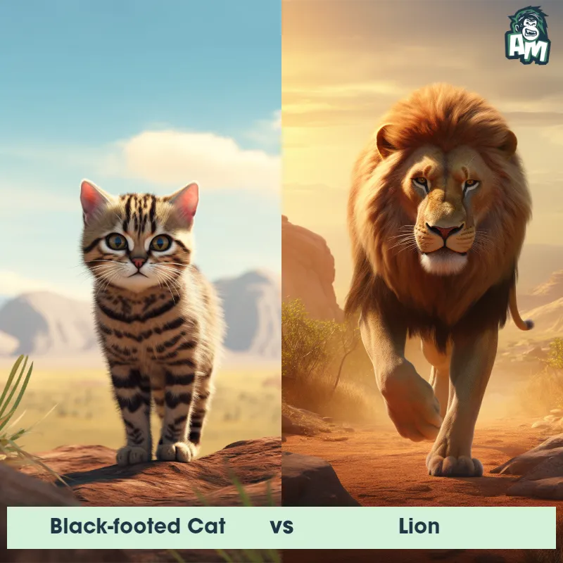 Black-Footed Cat vs Lion - Animal Matchup Black-Footed Cat vs Lion - Animal Matchup