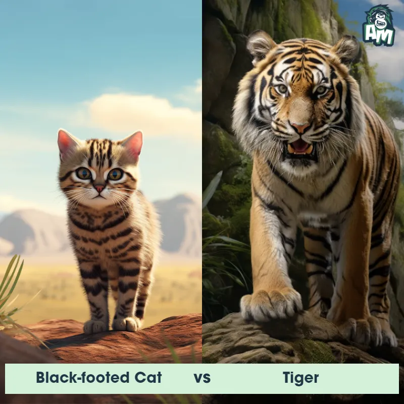 Black-Footed Cat vs Tiger - Animal Matchup Black-Footed Cat vs Tiger - Animal Matchup