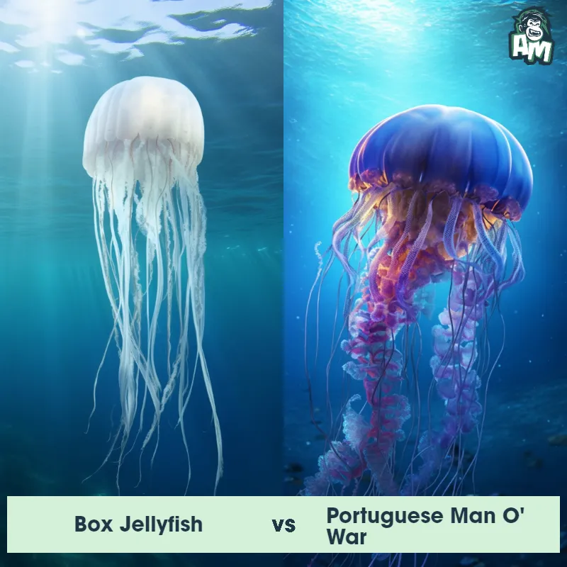 Box Jellyfish vs Portuguese Man O' War - Animal Matchup Box Jellyfish vs Portuguese Man O' War - Animal Matchup