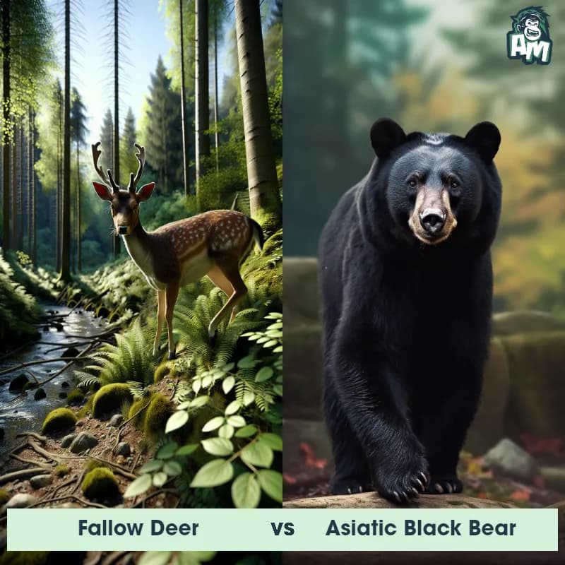 Fallow Deer vs Asiatic Black Bear - Animal Matchup Fallow Deer vs Asiatic Black Bear - Animal Matchup