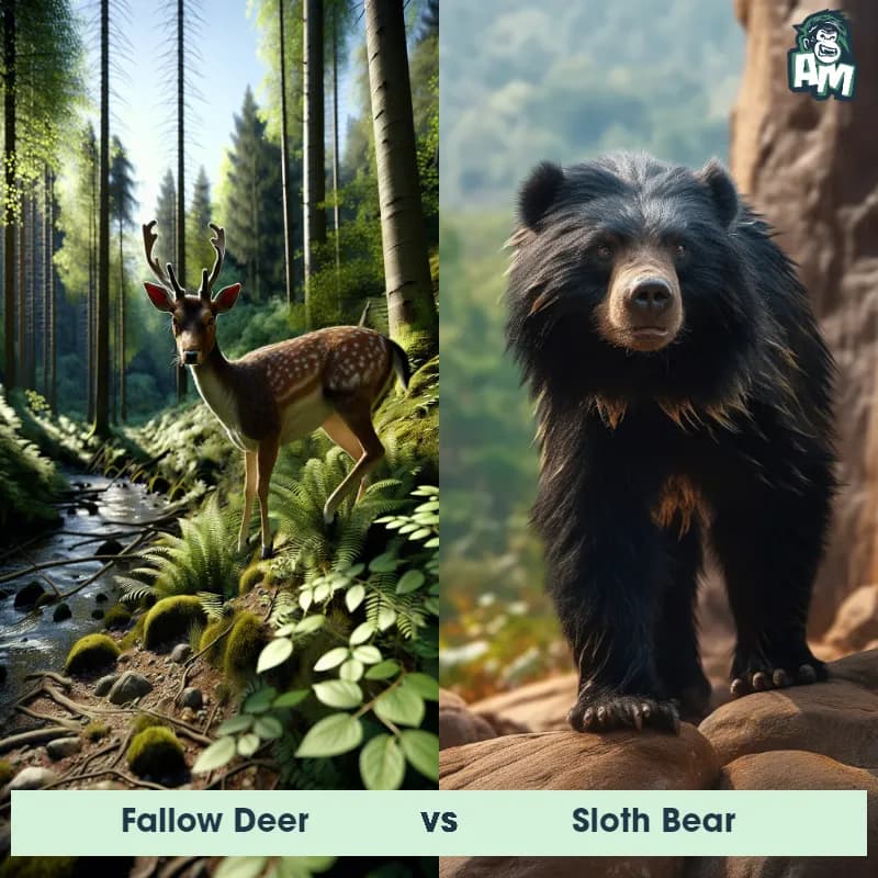 Fallow Deer vs Sloth Bear - Animal Matchup Fallow Deer vs Sloth Bear - Animal Matchup