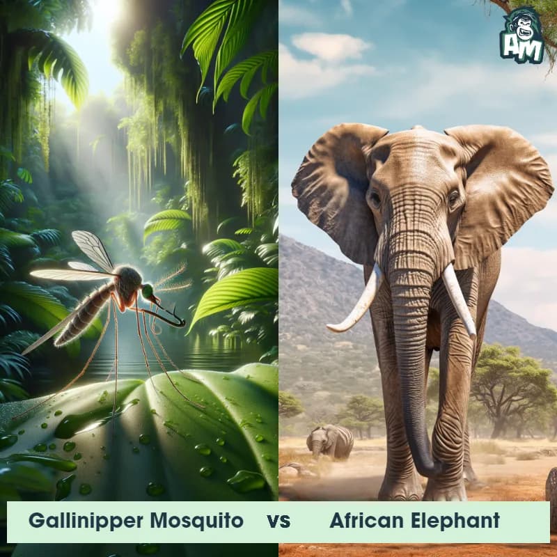 Gallinipper Mosquito vs African Elephant - Animal Matchup Gallinipper Mosquito vs African Elephant - Animal Matchup