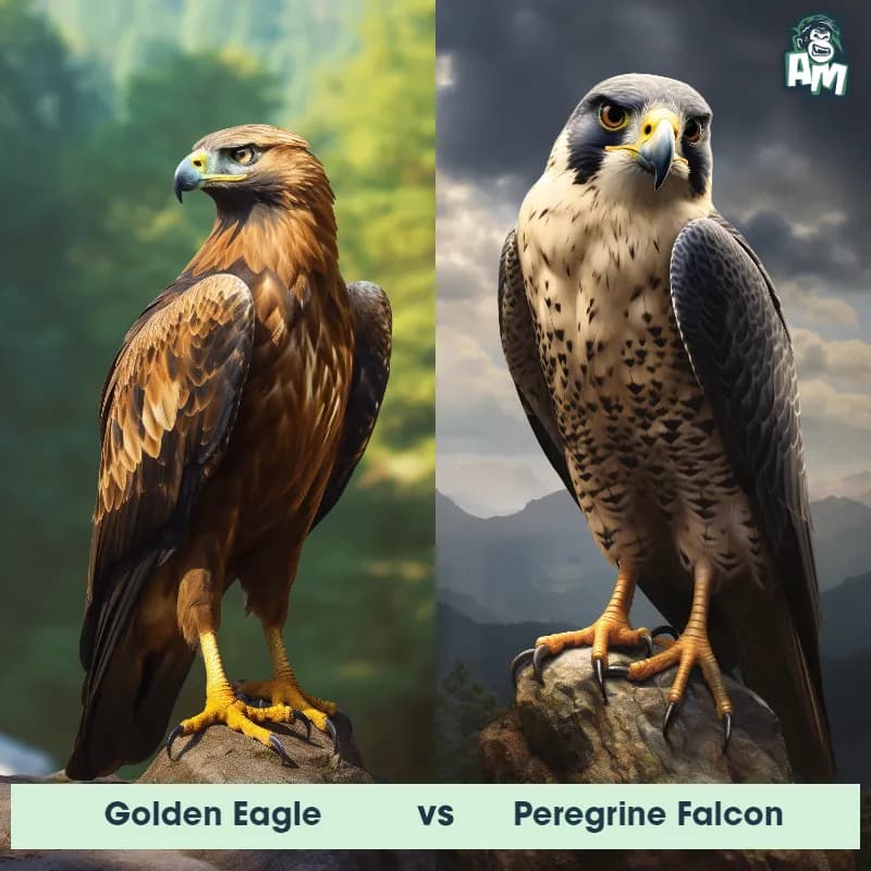 Golden Eagle vs Peregrine Falcon - Animal Matchup Golden Eagle vs Peregrine Falcon - Animal Matchup