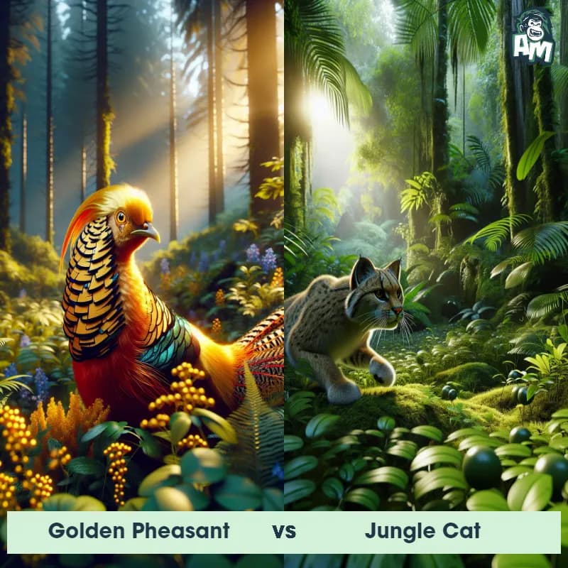 Golden Pheasant vs Jungle Cat - Animal Matchup Golden Pheasant vs Jungle Cat - Animal Matchup
