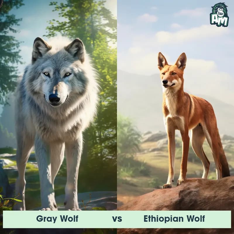 Gray Wolf vs Ethiopian Wolf - Animal Matchup Gray Wolf vs Ethiopian Wolf - Animal Matchup