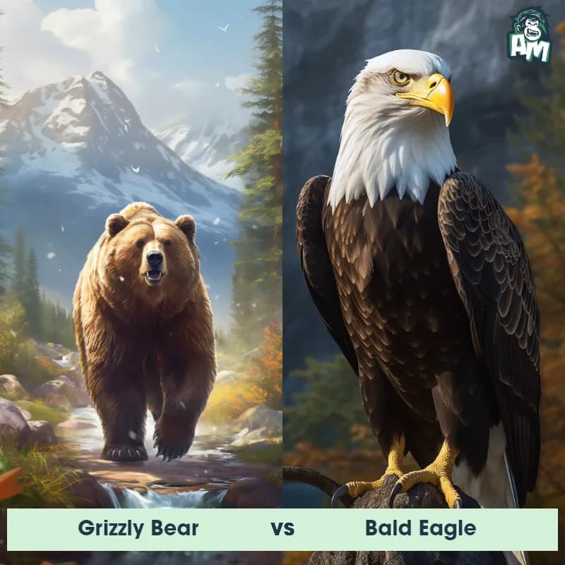 Grizzly Bear vs Bald Eagle - Animal Matchup Grizzly Bear vs Bald Eagle - Animal Matchup