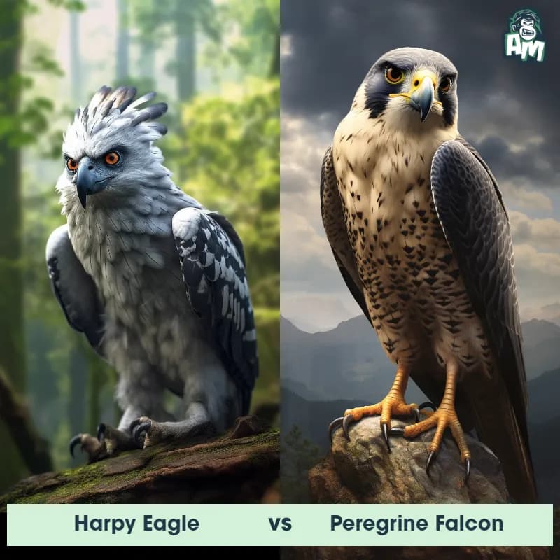 Harpy Eagle vs Peregrine Falcon - Animal Matchup Harpy Eagle vs Peregrine Falcon - Animal Matchup