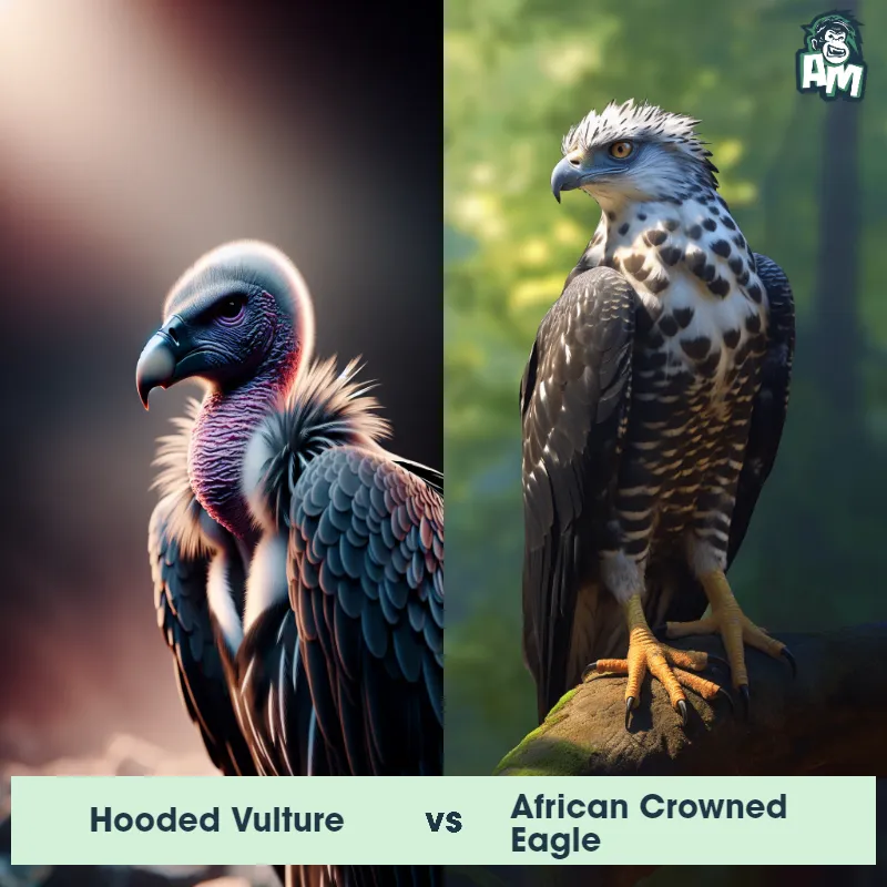 Hooded Vulture vs African Crowned Eagle - Animal Matchup Hooded Vulture vs African Crowned Eagle - Animal Matchup
