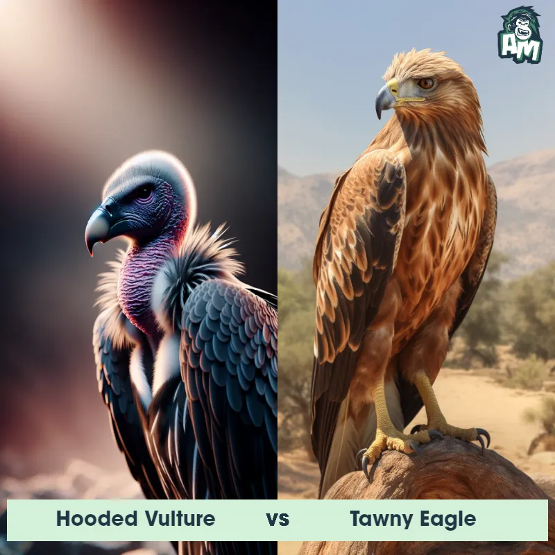 Hooded Vulture vs Tawny Eagle - Animal Matchup Hooded Vulture vs Tawny Eagle - Animal Matchup