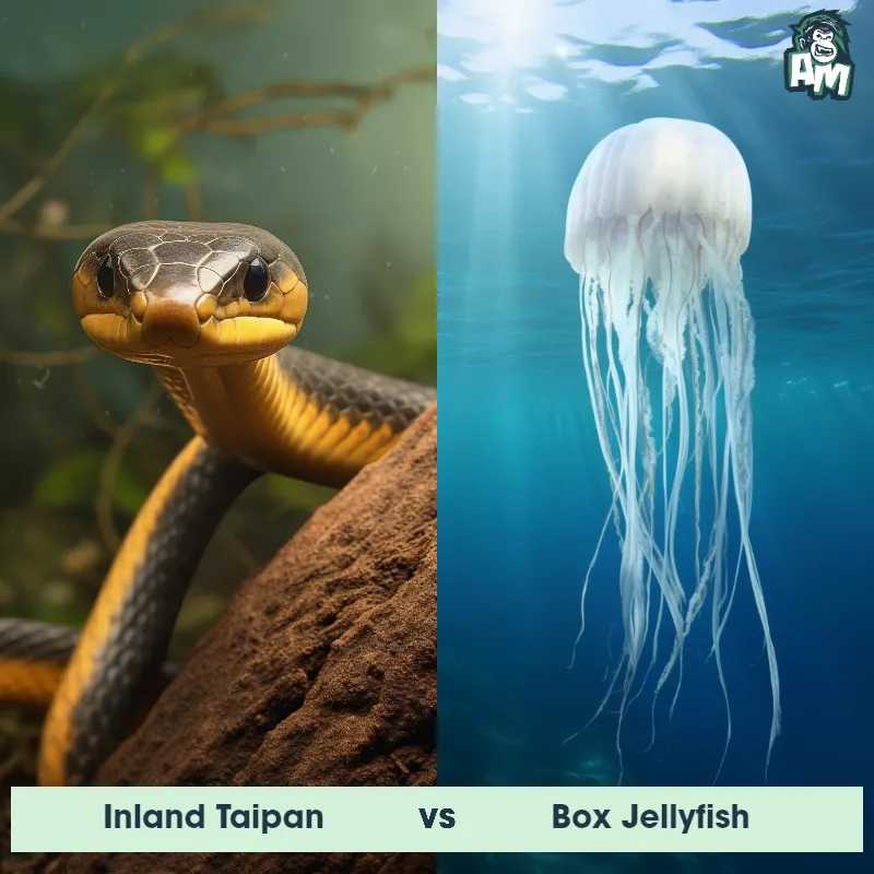 Inland Taipan vs Box Jellyfish - Animal Matchup Inland Taipan vs Box Jellyfish - Animal Matchup